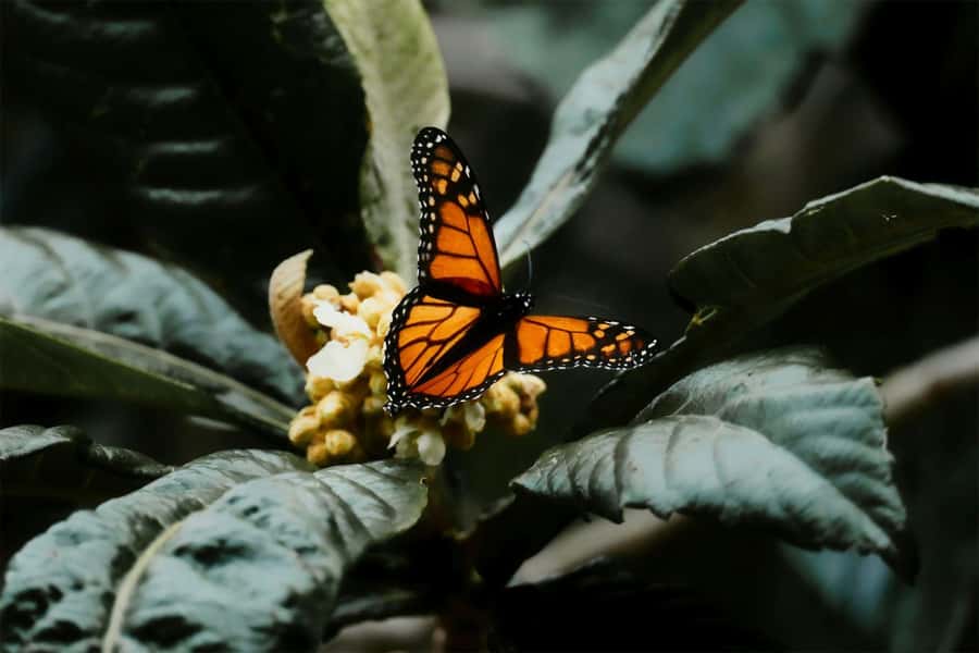 Bali Discovery: Waterfalls, Butterfly Park & Village Life - The Enchanting Bali Butterfly Park