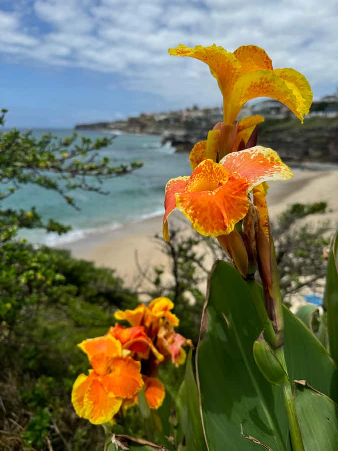 Sydney: Bondi Sunrise Yoga and Coastal Walking Tour - Practical Details and Tips
