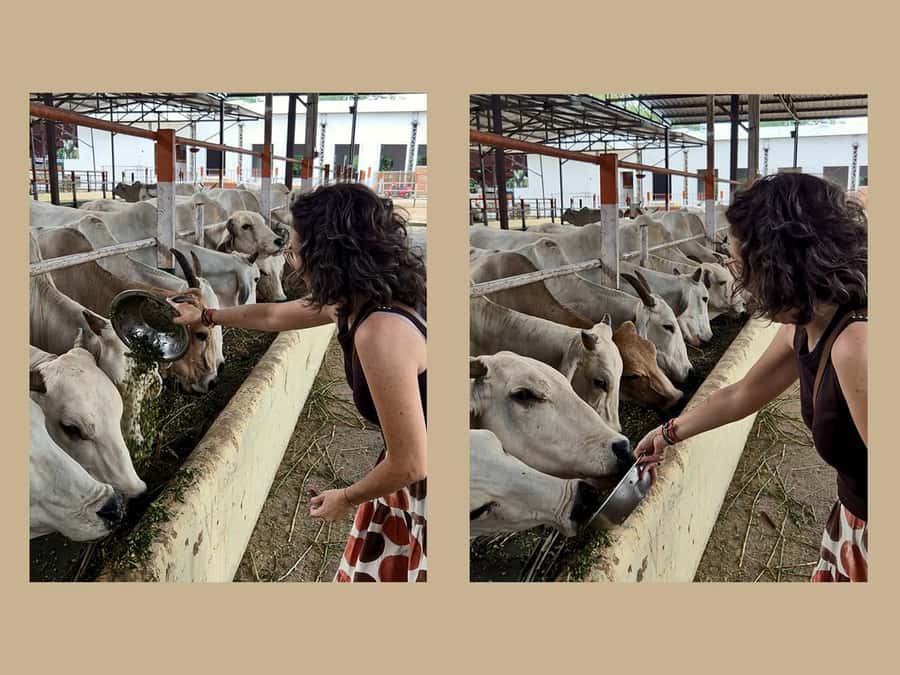 Jaipur: Birla Mandir and Gaushala. 2-Hour Cultural Immersion - The Itinerary in Detail: What to Expect