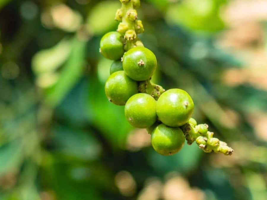 Siem Reap Night Food Adventure with Local Chef - Key Points