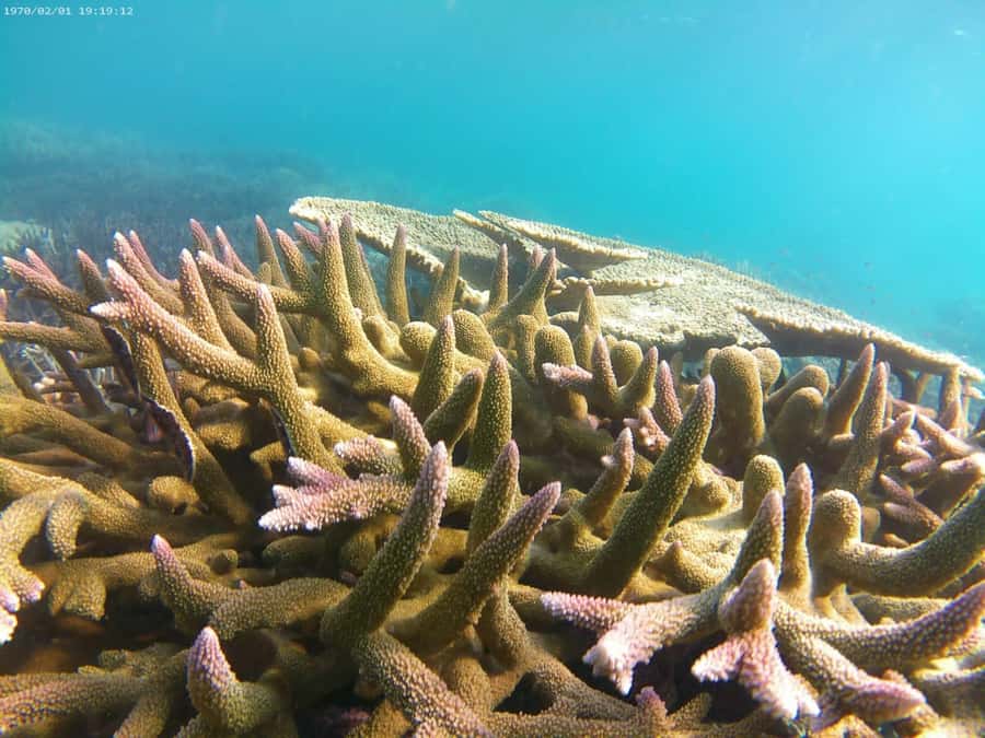 Havelock Island: Tribe Gate Boat Dive with Instructor - Final Thoughts: Is This Dive Right for You?