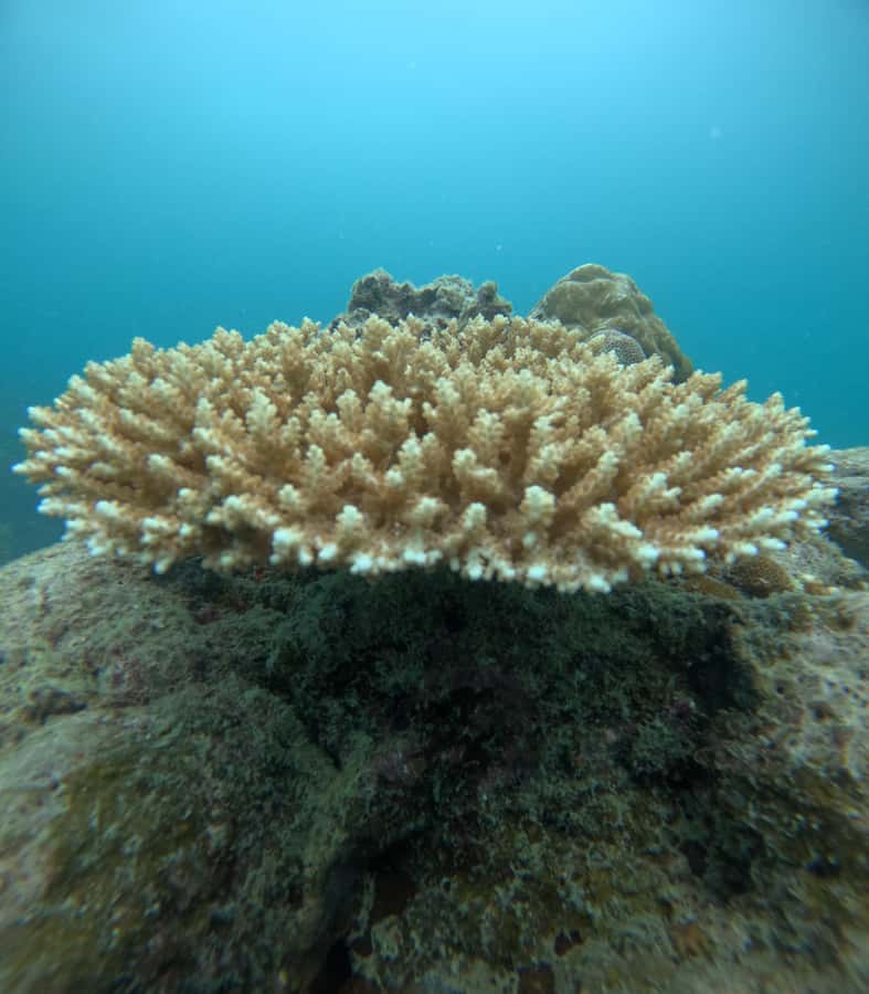 Havelock Island: Tribe Gate Boat Dive with Instructor - Key Points