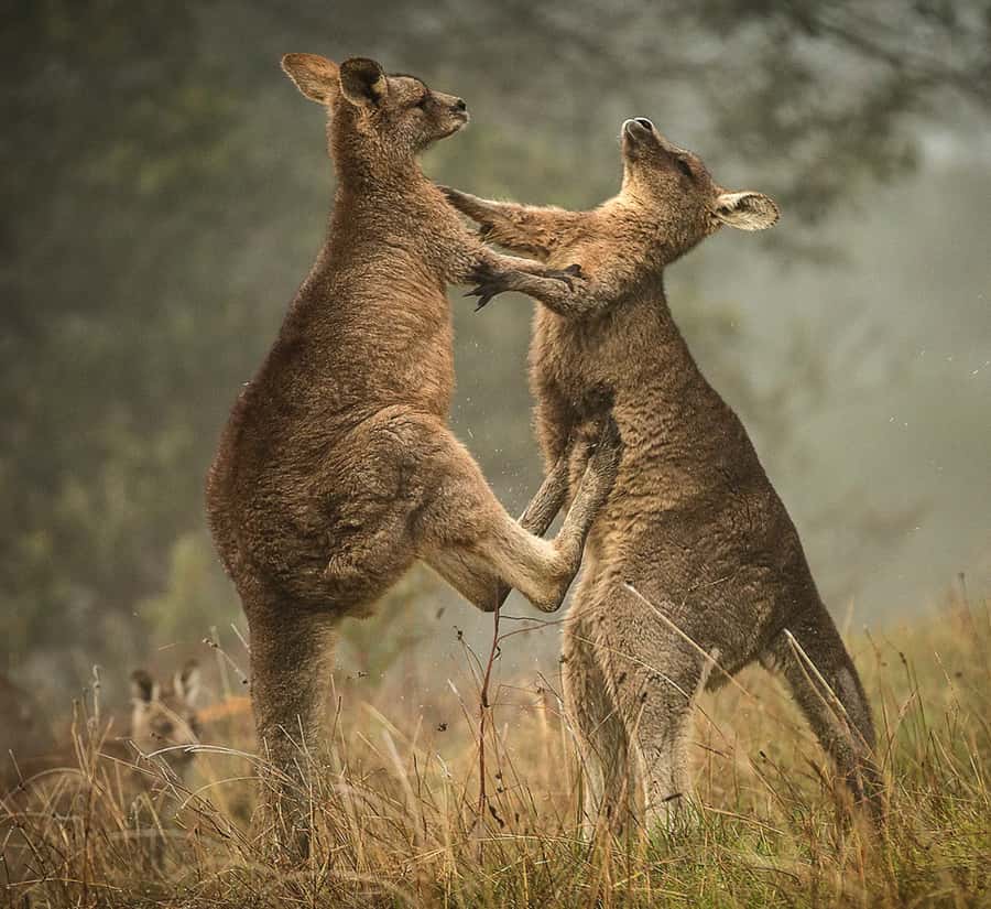 Great Ocean Road Hidden Coastal Gems Full Day Explorer -Tour - Final Thoughts