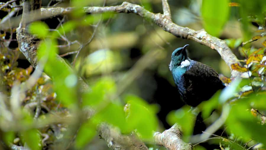 Nelson: Brook Waimrama Sanctuary Entry Ticket - Exploring the Brook Waimarama Sanctuary: A Detailed Look