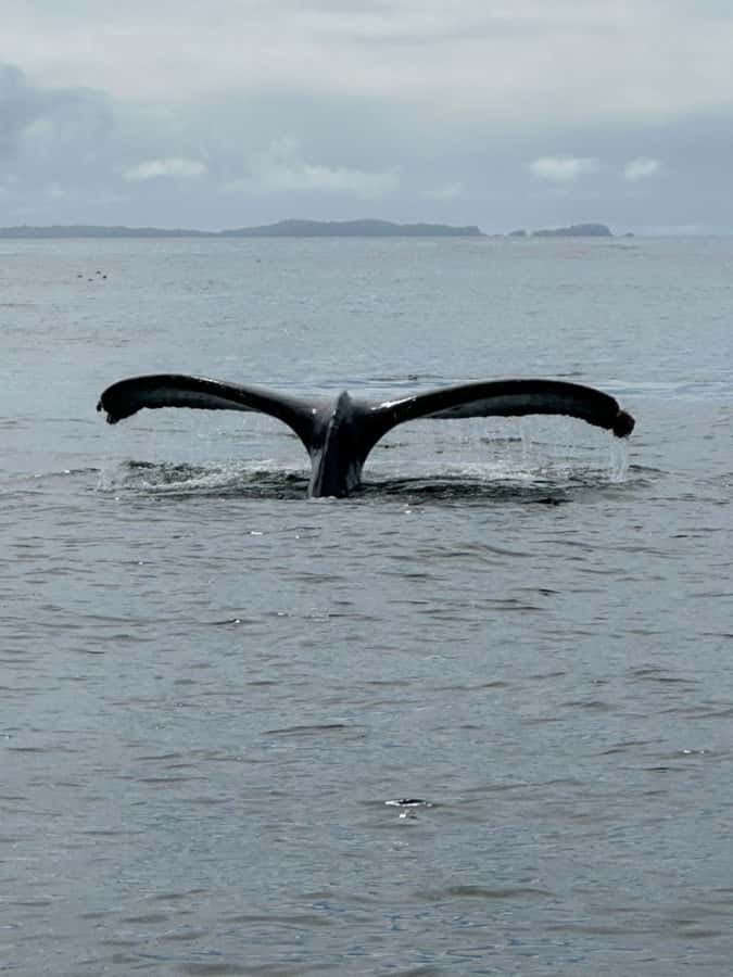Sitka: Wildlife Boat Tour with Guide - The Value of a 2.5-Hour Wildlife Adventure