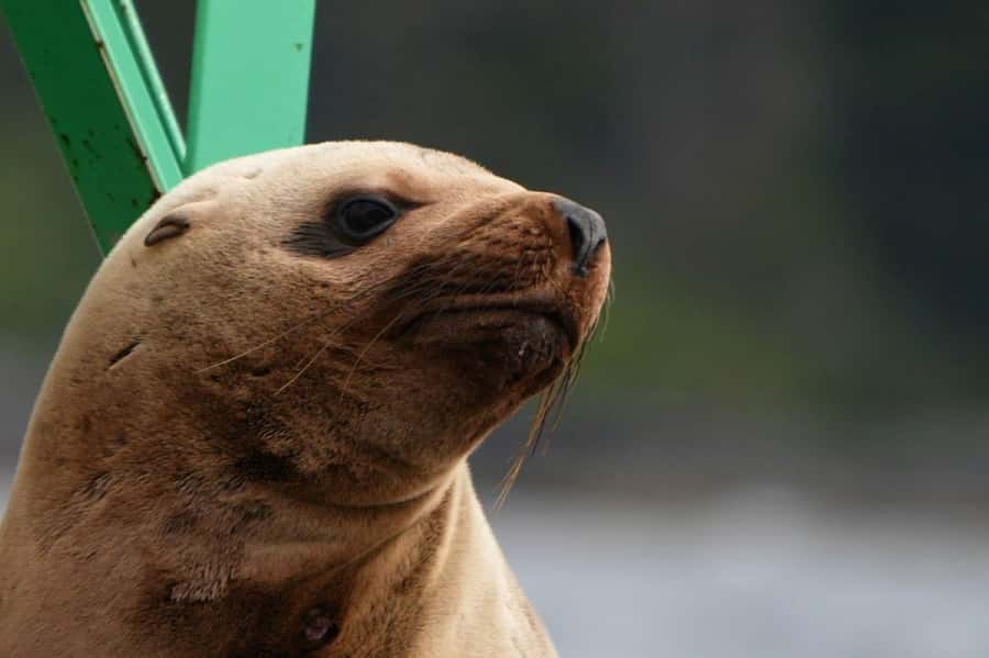 Sitka: Wildlife Boat Tour with Guide - An In-Depth Look at the Sitka Wildlife Boat Tour