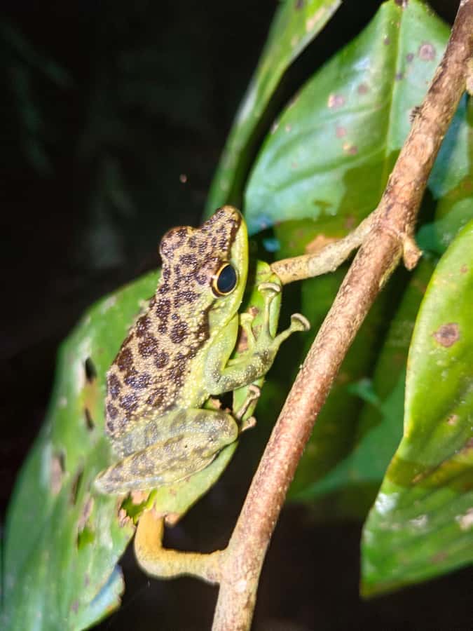 Kubah National Park: Night Frog Adventure - An In-Depth Look at the Kubah Night Frog Adventure