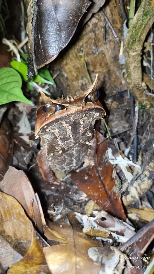 Kubah National Park: Night Frog Adventure - Good To Know