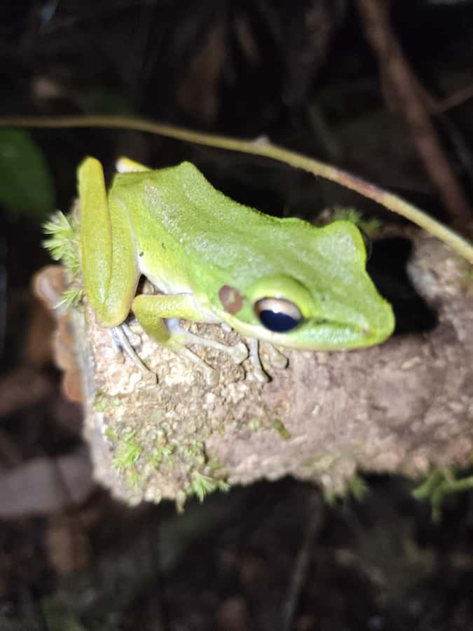 Kubah National Park: Night Frog Adventure - Who This Tour Is Best For
