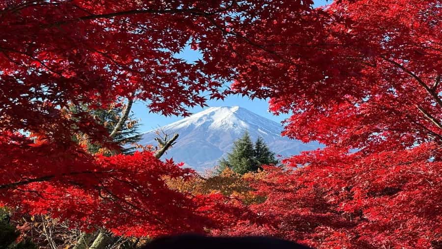 Mount Fuji Full Day Private Tour from Tokyo (Customizable) - Transport & Practical Details