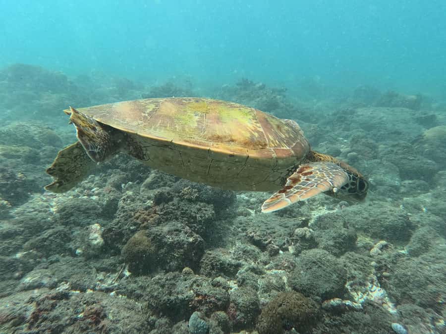 Nusa Lembongan Snorkeling Tour with Traditional Boat - Good To Know