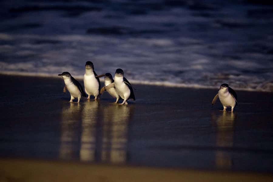 Luxury Phillip Island Tour for Families & Explorers 10 Max - FAQ