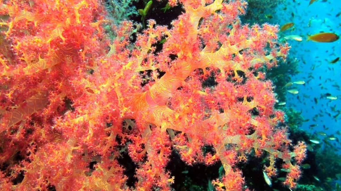 Private: Punta Cana: Reef Diving Adventure with Hotel Pickup - Who Will Love This Tour?