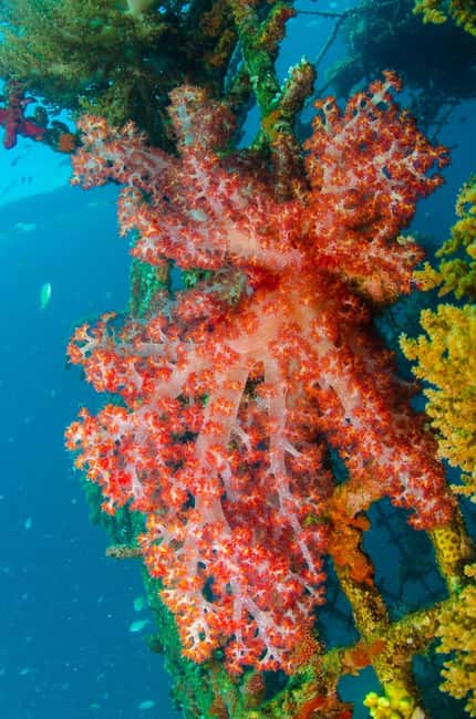 Private: Punta Cana: Reef Diving Adventure with Hotel Pickup - Good To Know