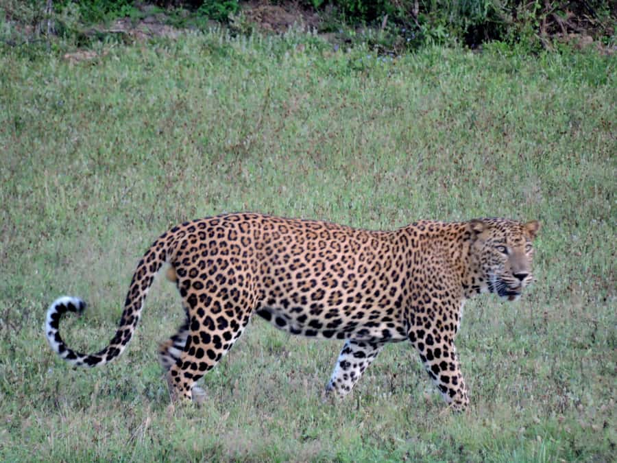 Yala National Park : Safari and Village Tour-Morning/evening - FAQ