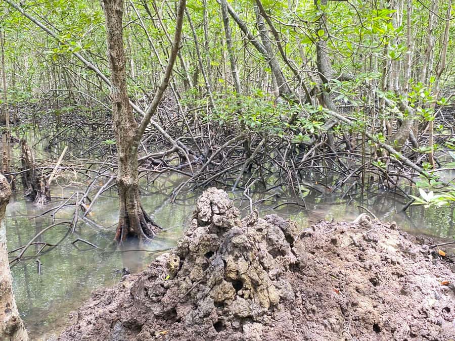 Koh Lanta: Mangrove and Lanta Noi Tour with Pickup - Unpacking the Experience: What to Expect from the Tour