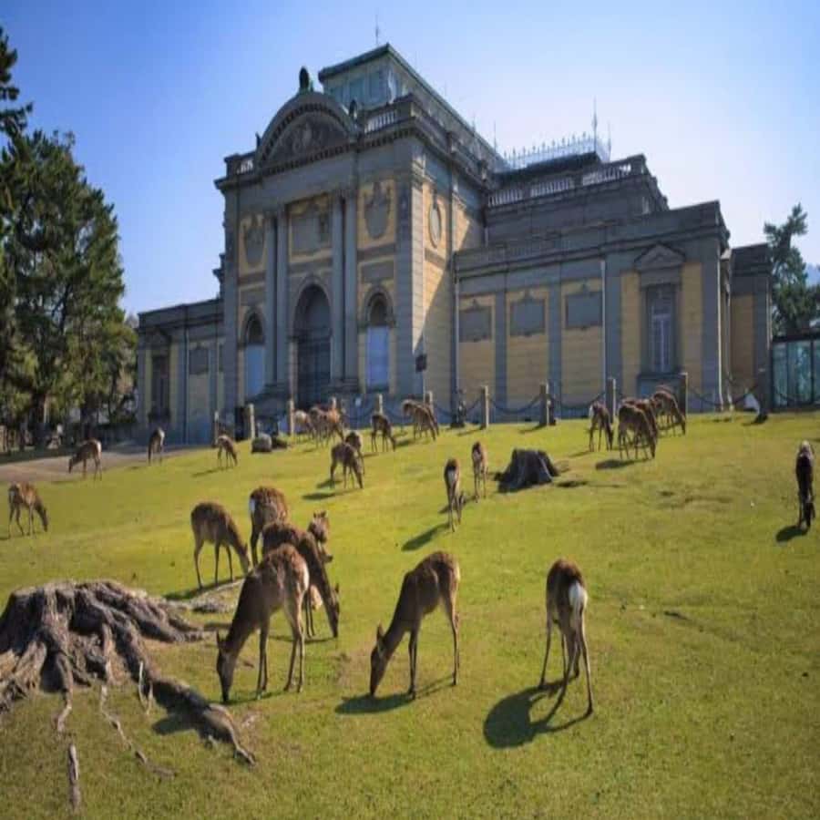 Osaka/Kyoto : Private Kyoto & Nara Customised Day Trip - A Deep Dive into the Experience