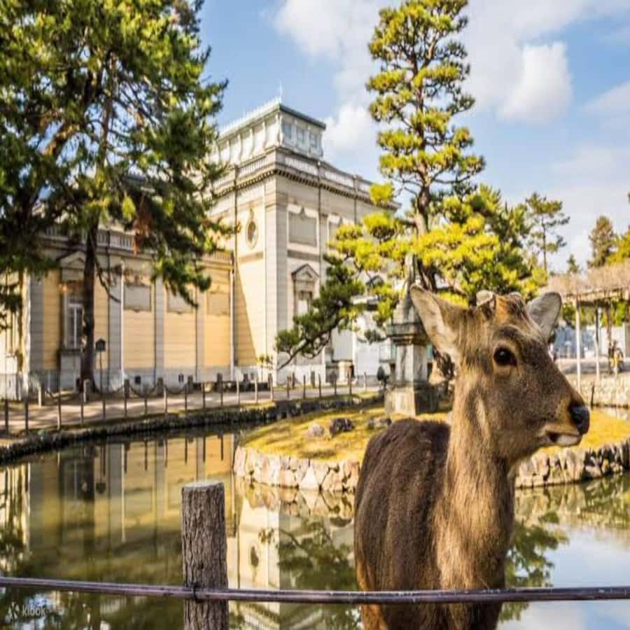 Osaka/Kyoto : Private Kyoto & Nara Customised Day Trip - Good To Know