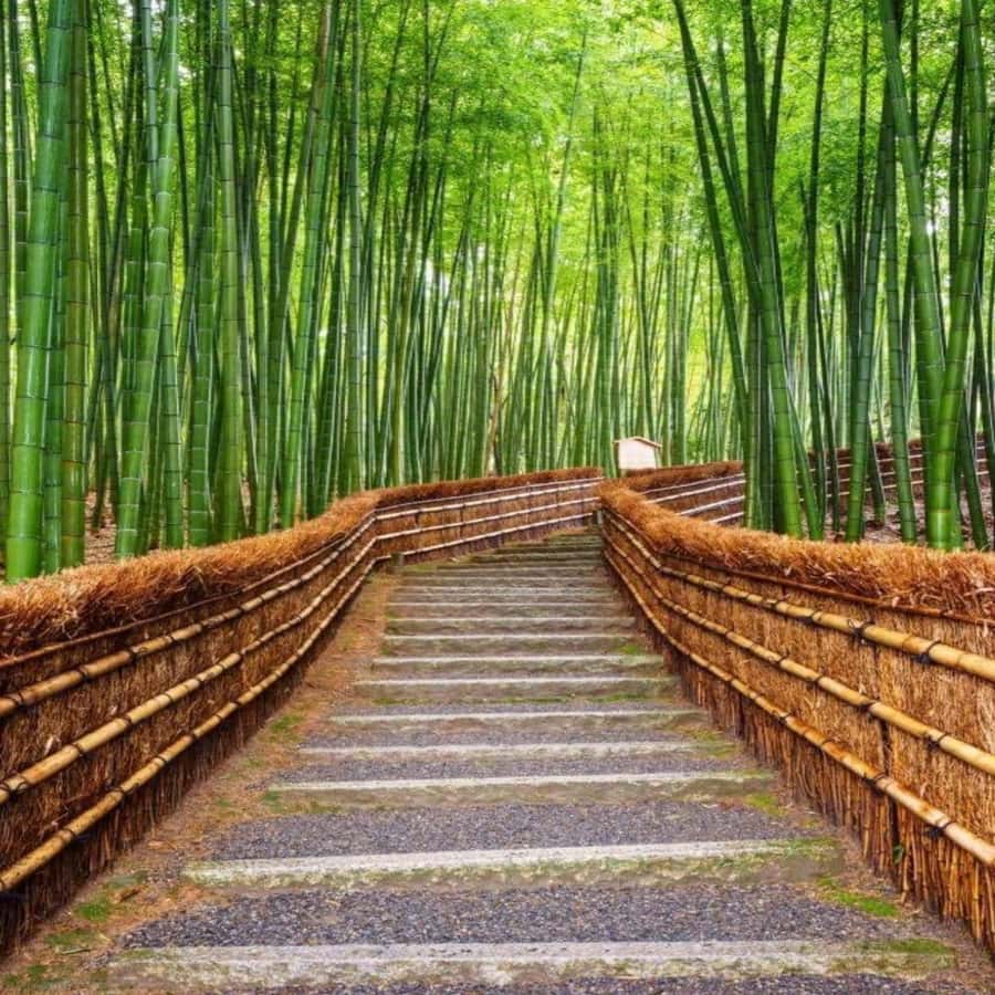 Osaka/Kyoto : Private Kyoto & Nara Customised Day Trip - The Sum Up