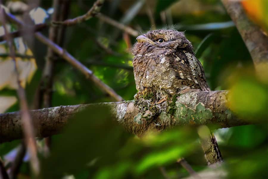 Rainforest Bird Photography Trek in Kitulgala - What Makes This Tour Stand Out?