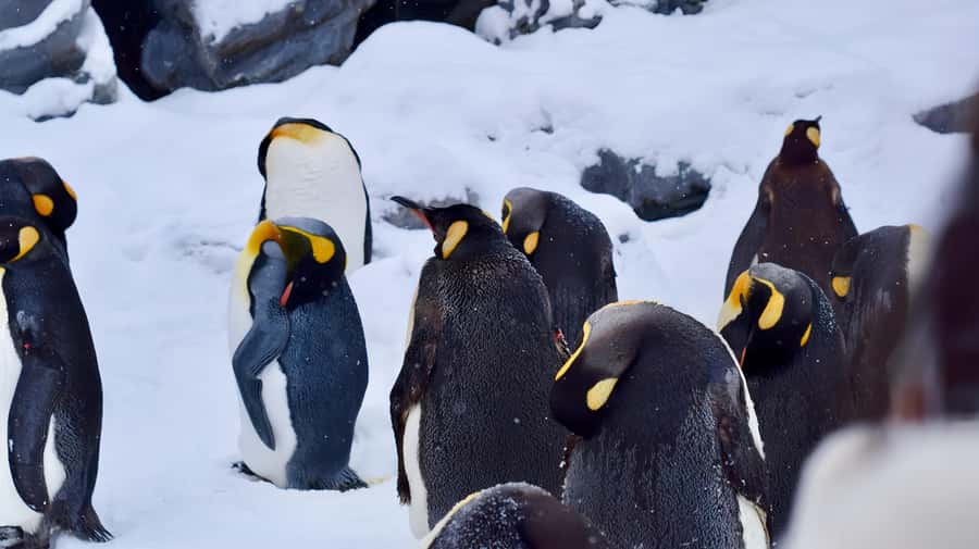 From Sapporo: Asahiyama Zoo, Waterfall & Blue Pond Tour - FAQ