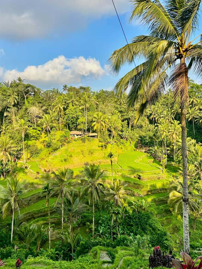 From Ubud: ATV Adventure, Rice Fields, and Waterfall Tour - Key Points