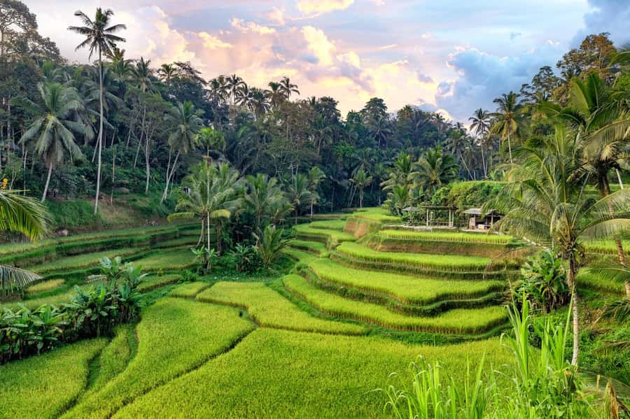 Ubud: Full-Day Highlights Tour with Female Driver Guide - The Bottom Line