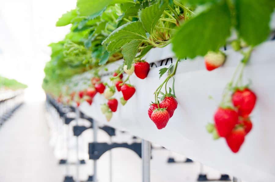 Tokyo: Mt. Fuji Yeti Ski, Hot Spring & Fruit Picking Tour - Practical Info & Tips