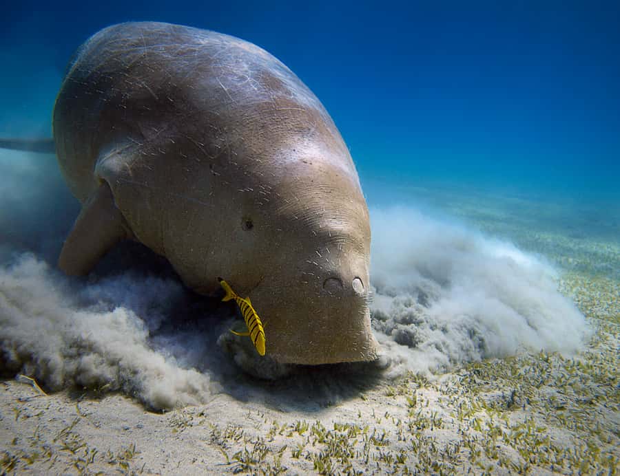 Coron: Dugong Watching and Snorkeling Tour with Lunch - Good To Know