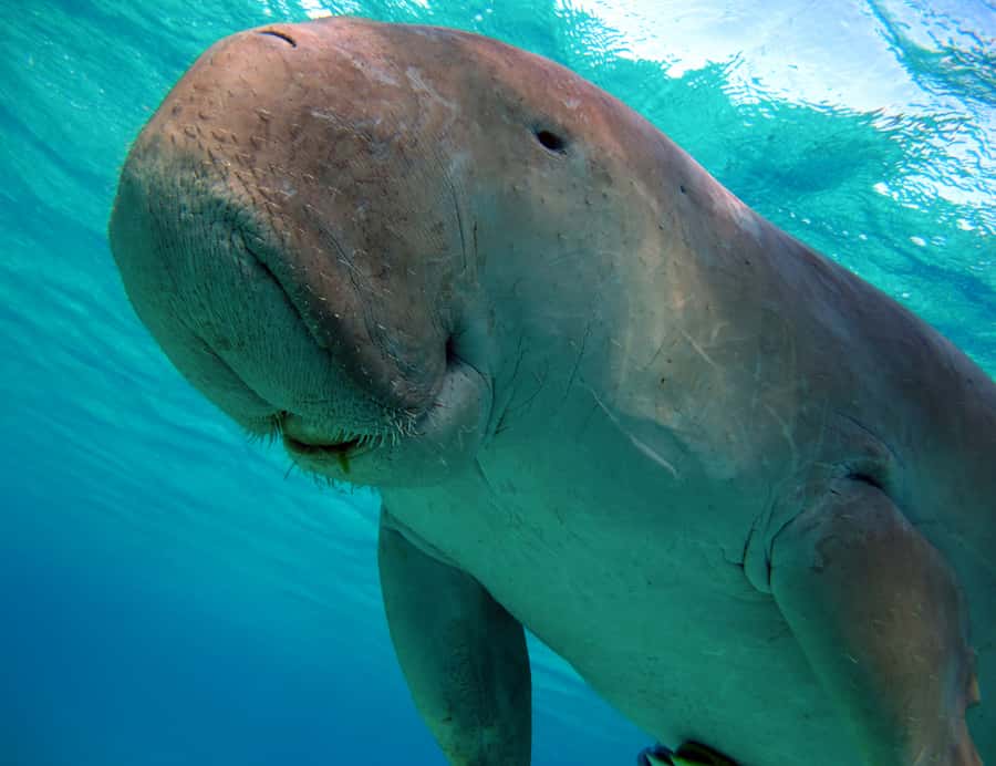 Coron: Dugong Watching and Snorkeling Tour with Lunch - The Sum Up: Why this tour is a good value