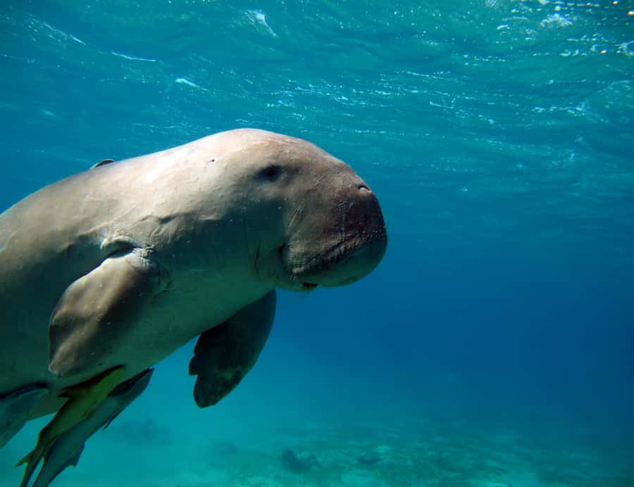 Coron: Dugong Watching and Snorkeling Tour with Lunch - The Itinerary Explained