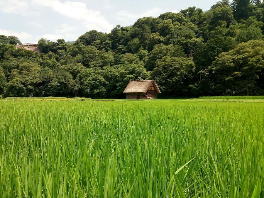From Tokyo: Day Trip to Shirakawago & Kanazawa - Key Points