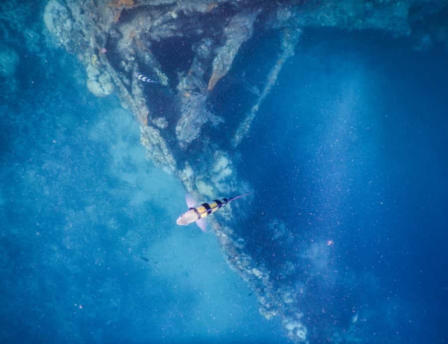 Coron: Apo Reef and Busuanga Freediving Expedition Tour - Final Thoughts