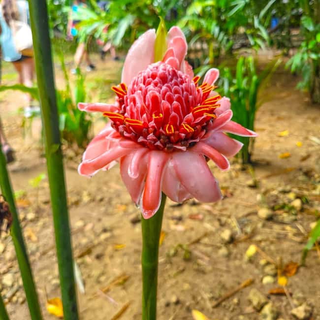 Sabana de la Mar: Yanigua Waterfalls Tour with Lunch - Possible Drawbacks or Considerations