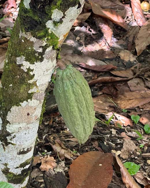 Sabana de la Mar: Yanigua Waterfalls Tour with Lunch - The Sum Up