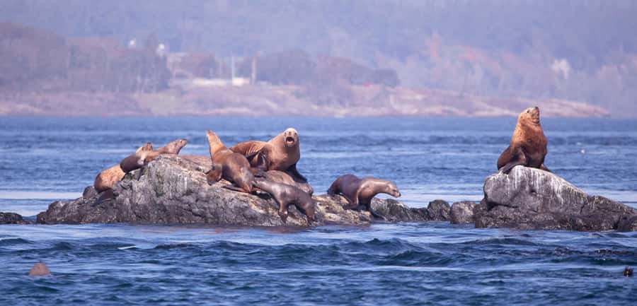 Victoria: Winter Wildlife Tour with Hot Drinks - A Close Look at the Victoria Winter Wildlife Tour