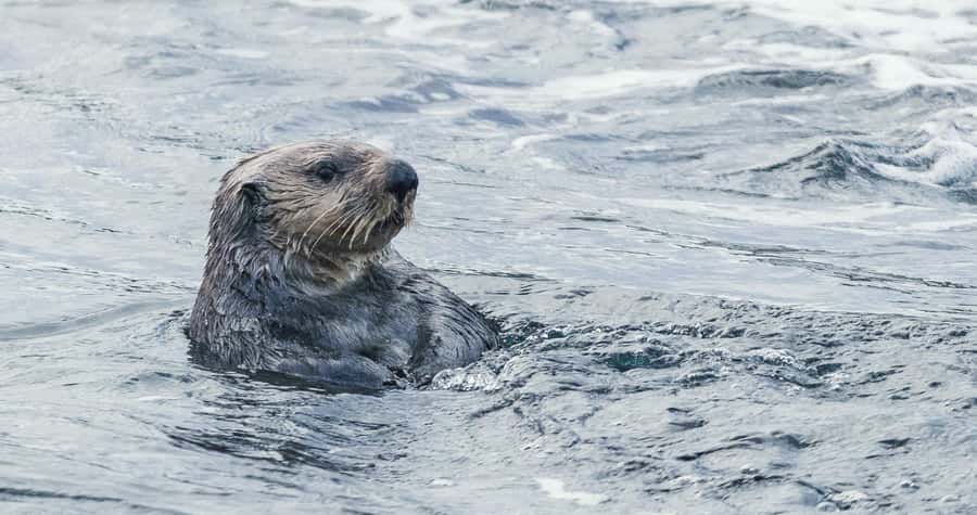 Victoria: Winter Wildlife Tour with Hot Drinks - Victoria: Winter Wildlife Tour with Hot Drinks