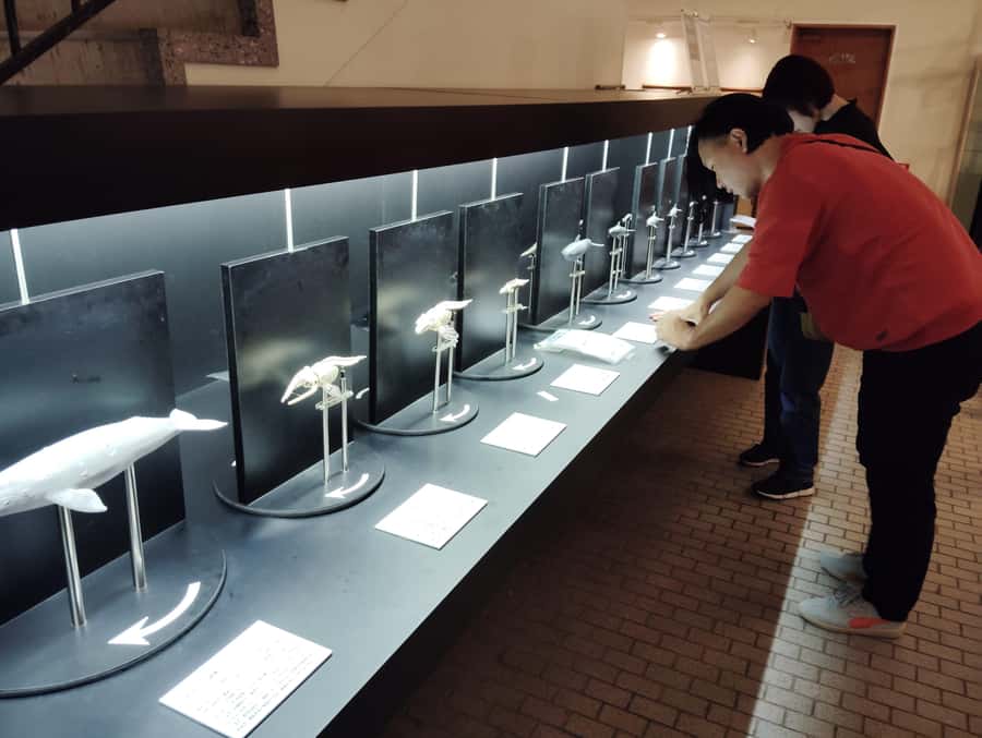 Wakayama: Taiji Whale Museum and Japans Ocean Heritage - What to Expect from This Tour