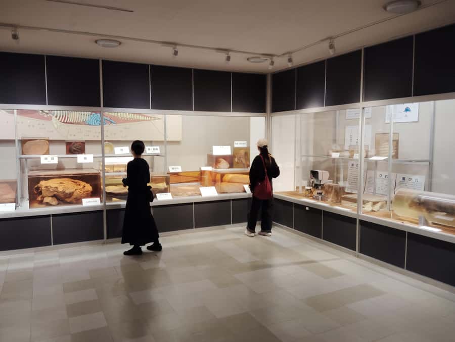 Wakayama: Taiji Whale Museum and Japans Ocean Heritage - In-Depth Breakdown of the Itinerary