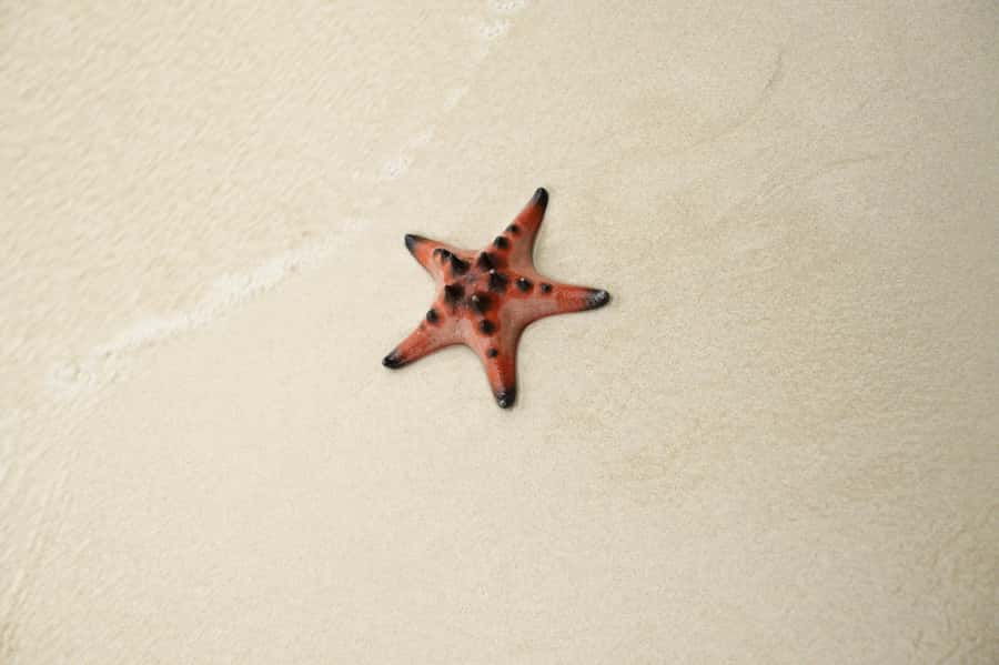 Phu Quoc: Rach Vem Starfish Kingdom & Cooking Experience - Who Is This Tour Best For?