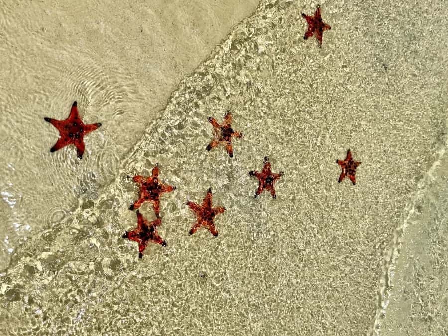 Phu Quoc: Rach Vem Starfish Kingdom & Cooking Experience - Authenticity and Quality: What Real Travelers Say