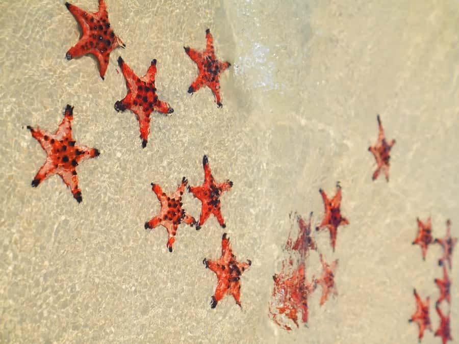 Phu Quoc: Rach Vem Starfish Kingdom & Cooking Experience - An In-Depth Look at the Tour Experience