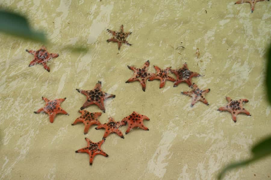 Phu Quoc: Rach Vem Starfish Kingdom & Cooking Experience - Good To Know