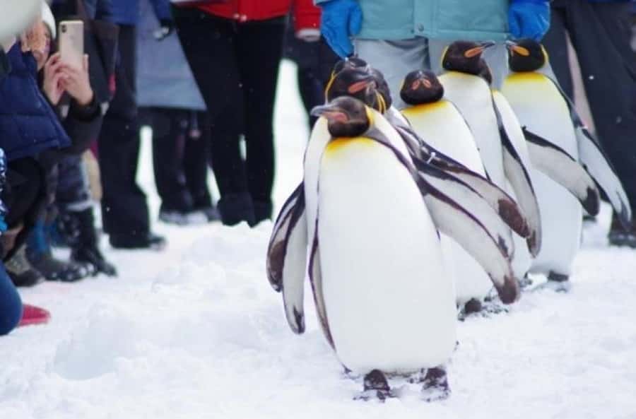 Sapporo: Asahiyama Zoo and Blue Pond Day Trip - Discovering Hokkaido’s Winter Wonders