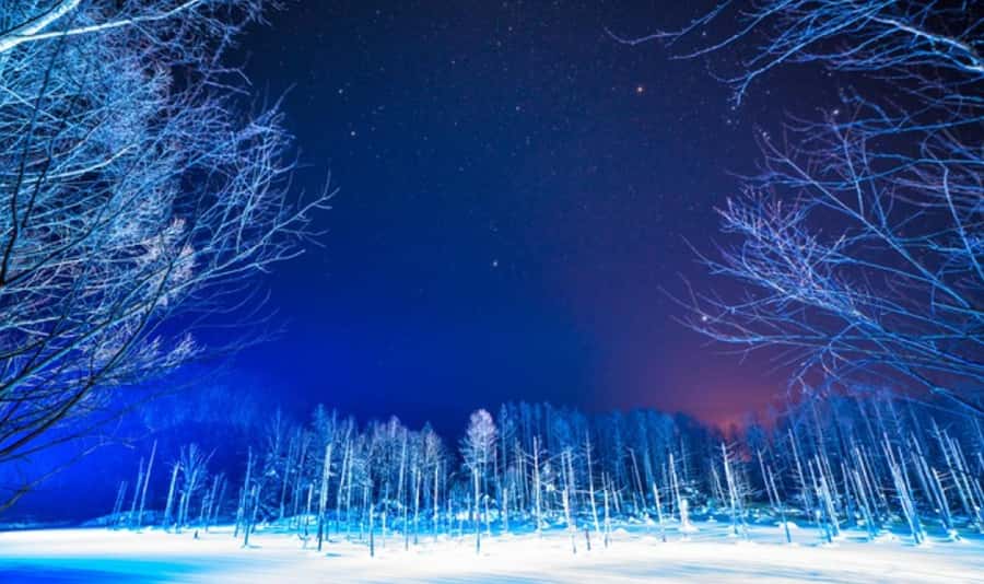 Sapporo: Asahiyama Zoo and Blue Pond Day Trip - Good To Know