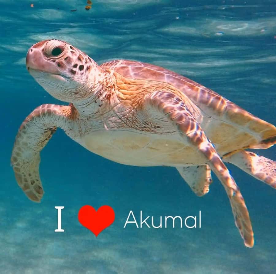 Akumal Beach: Ecologic Turtle Snorkeling Tour & Gopro Photos - A Detailed Look at the Akumal Snorkeling Experience