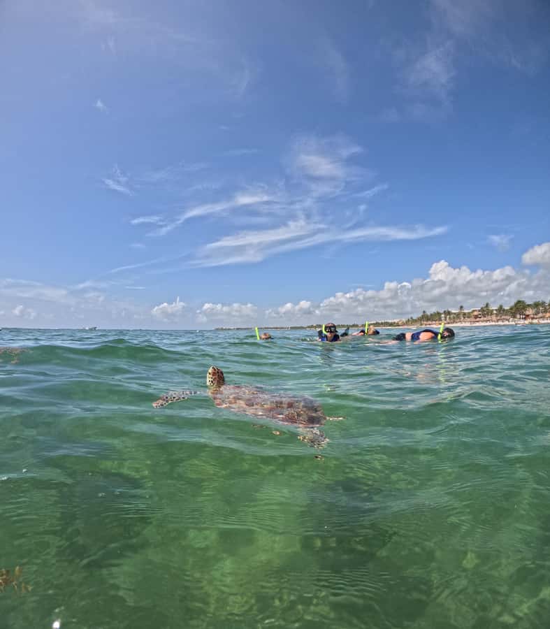 Akumal Beach: Ecologic Turtle Snorkeling Tour & Gopro Photos - FAQ
