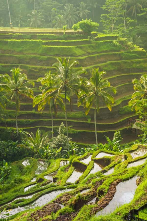 Ubud: Goa Garba, Waterfalls, and Rice Terrace Private Tour - Transportation, Timing, and Group Size