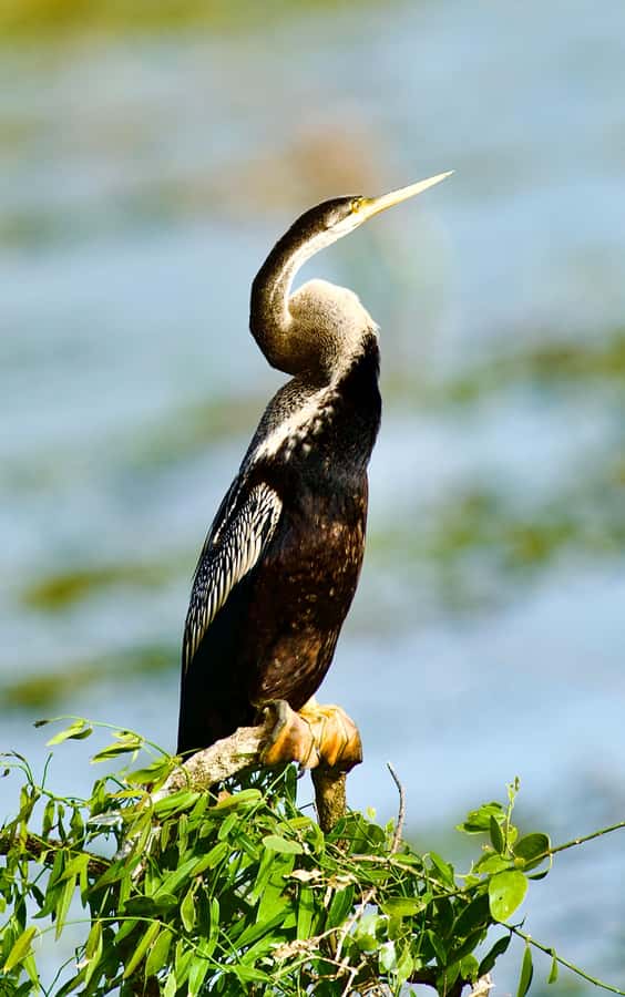 Talangama Wetlands Birdwatching & Local Village Experience - FAQ