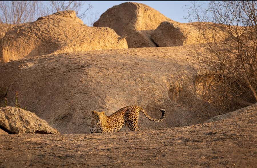 Jawai: Leopard Safari in Aravalli Hills - Why Choose This Safari?